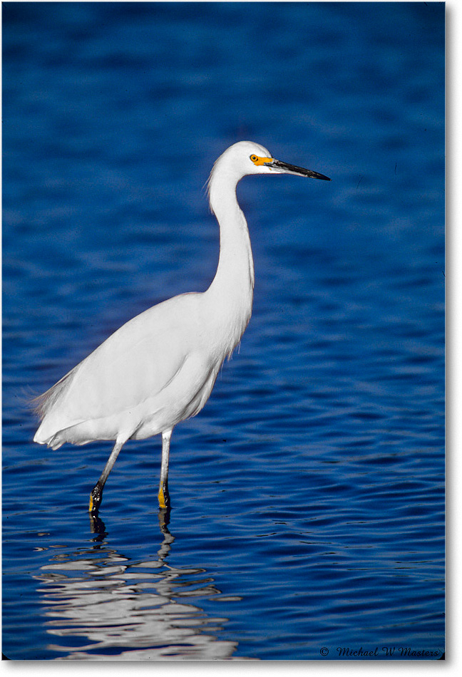 Snowy_ChincoNWR-SC_2001Oct_F17 copy