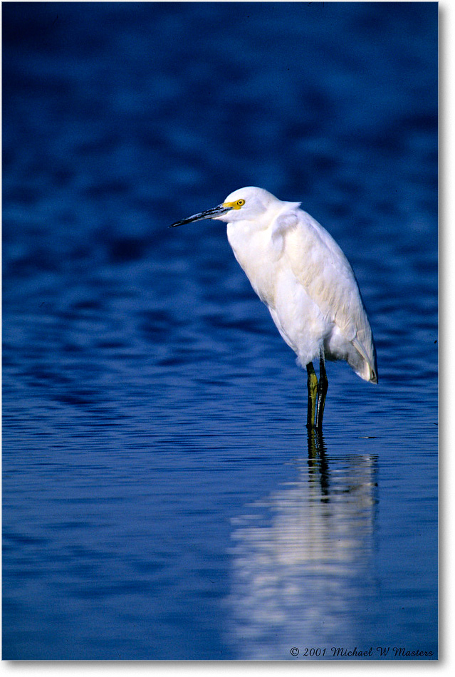 Snowy_ChincoNWR-SC_2001Oct_F24 copy