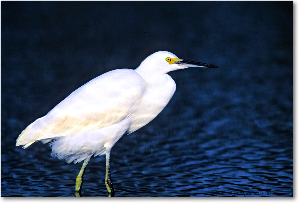 Snowy_ChincoNWR-SC_2001Oct_F25 copy