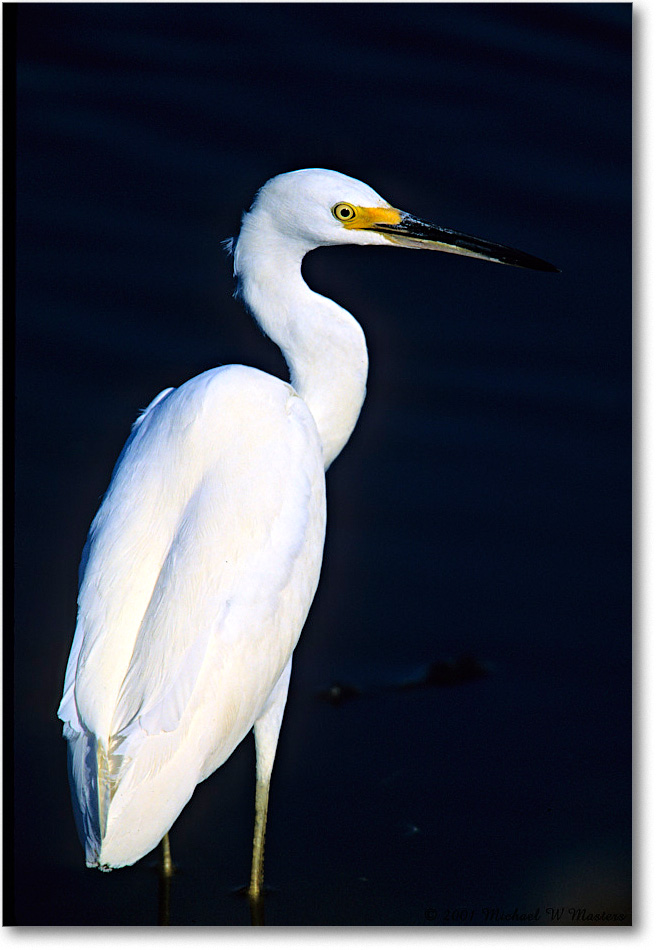 Snowy_ChincoNWR-SC_2001Oct_F30 copy