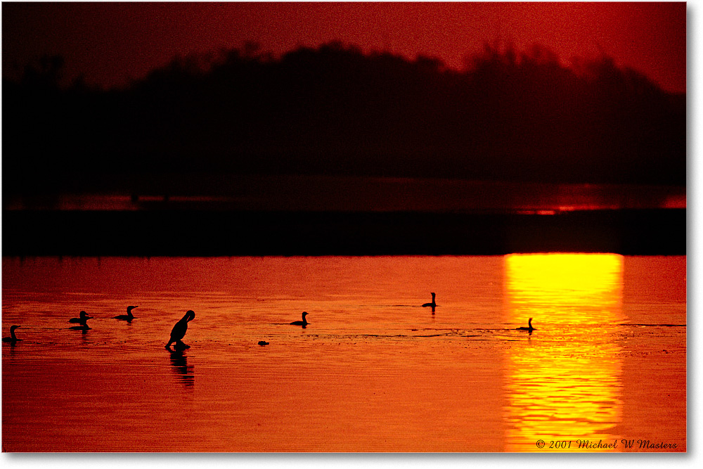 SunriseBirds_ChincoNWR-SC_2001Oct_F03 copy