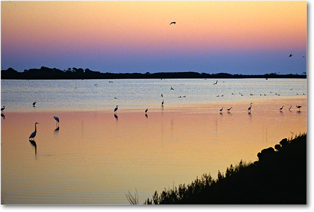 SwanCovePreDawn_ChincoNWR-SC_2001Oct_F36 copy