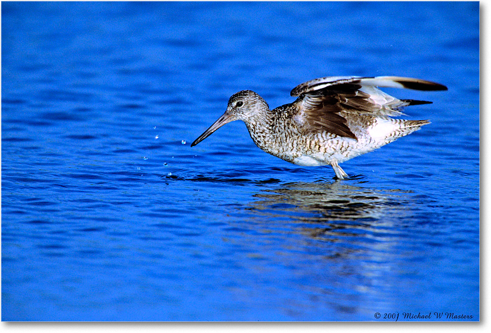 Willet_Assateague-LTC_2001Oct_F06 copy