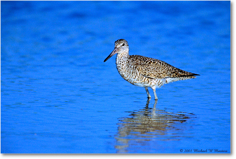 Willet_Assateague-LTC_2001Oct_F09 copy