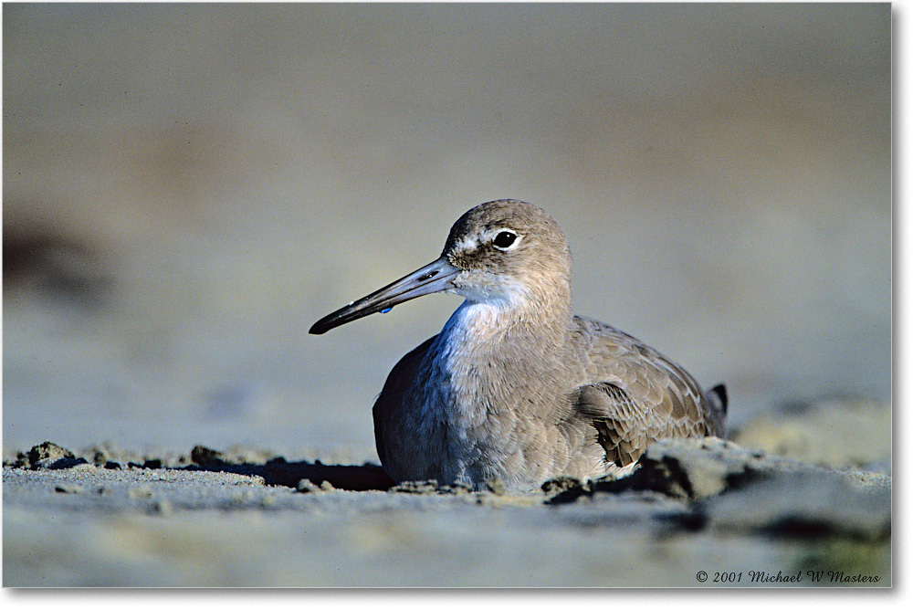 Willet_AssateagueBeach_2001Oct_F01 copy