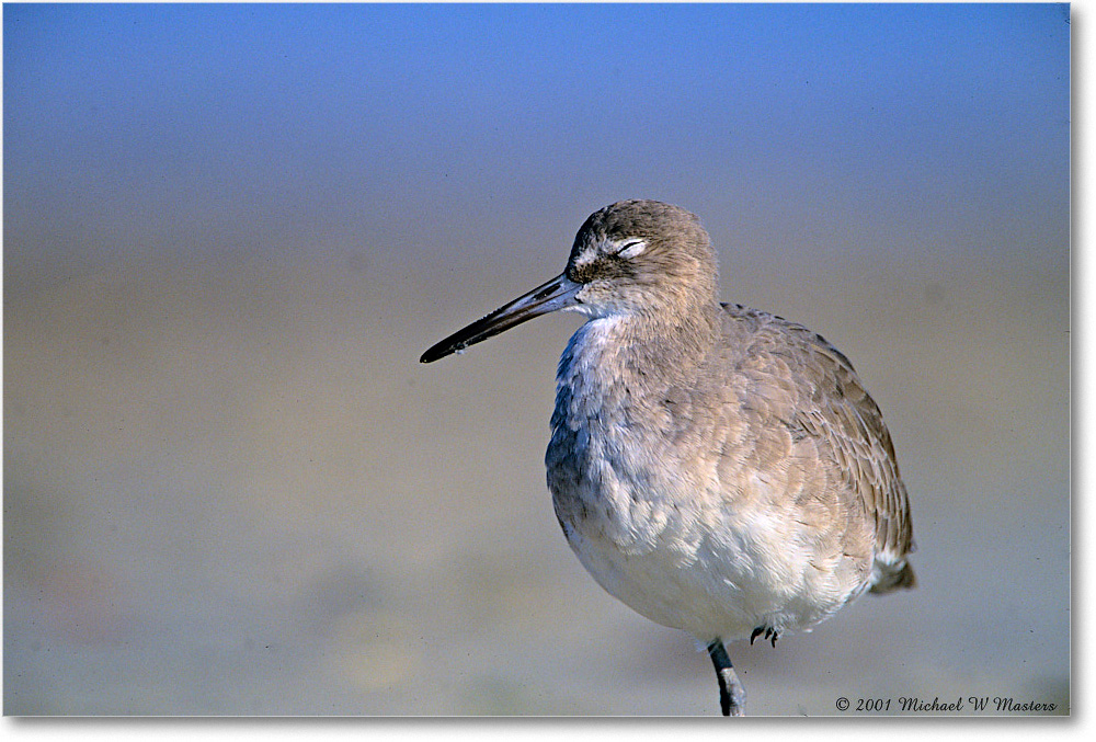 Willet_AssateagueBeach_2001Oct_F12 copy
