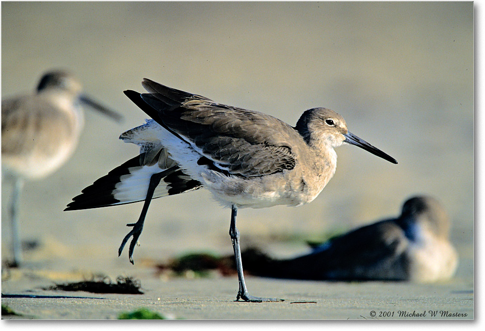 Willet_AssateagueBeach_2001Oct_F18 copy