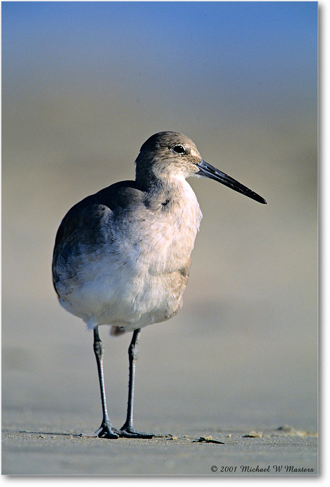 Willet_AssateagueBeach_2001Oct_F27 copy