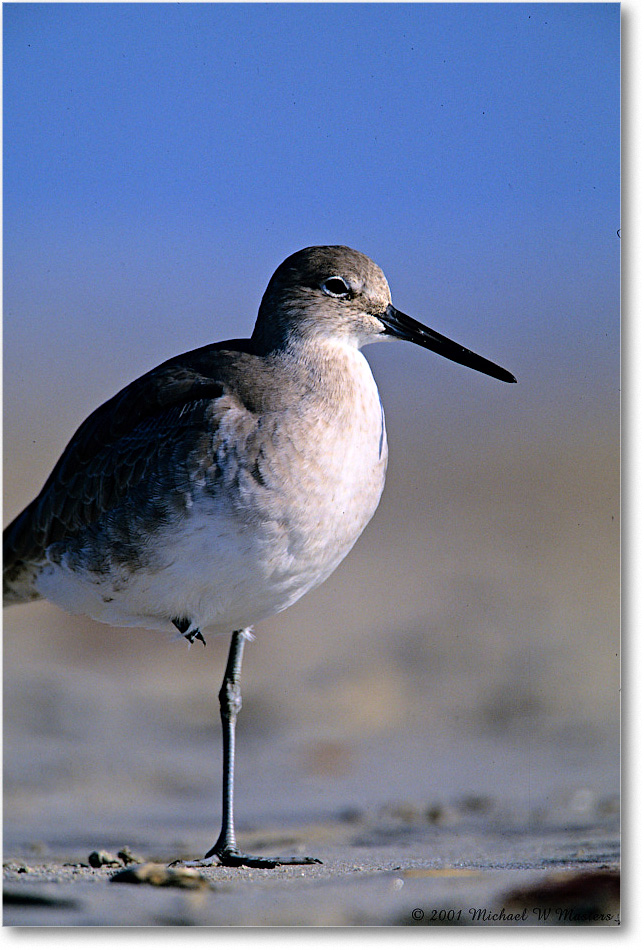 Willet_AssateagueBeach_2001Oct_F36 copy