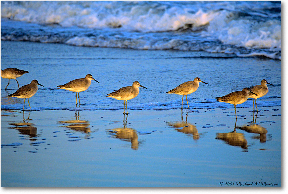 Willets_AssateagueSurf_2001Oct_F19 copy