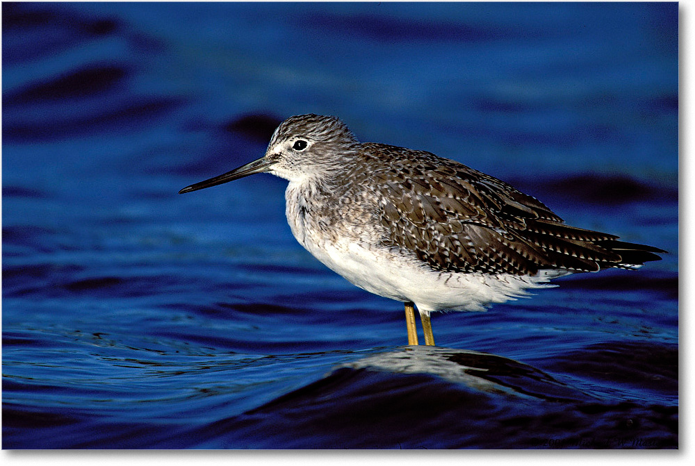 Yellowlegs Greater 012H-31-p 01-10 3-1200-v1 IM-8-320 copy