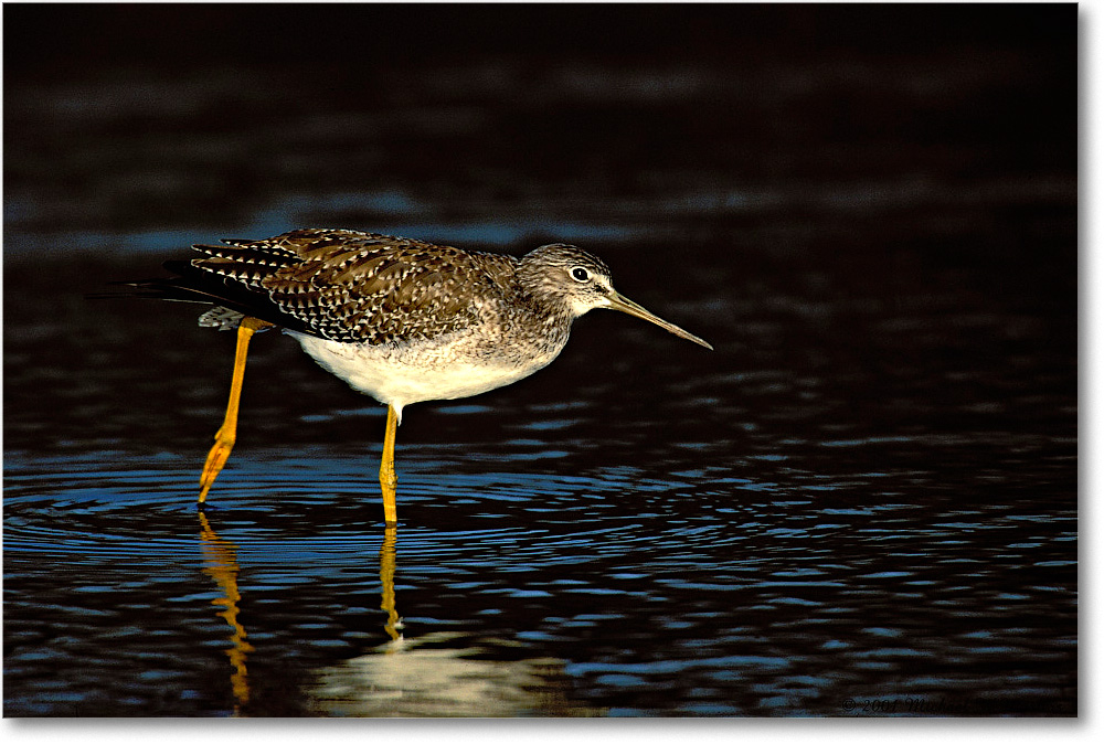 Yellowlegs Greater Stretching in Dark Water 015H-16-p 01-10 3-1200-v1 IM-8-200 copy