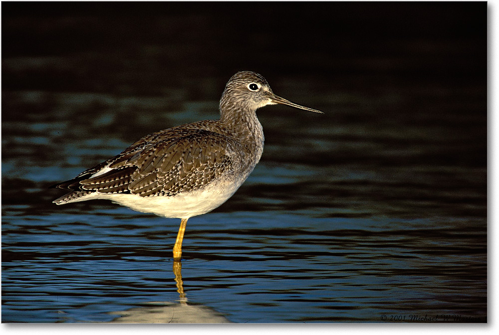 Yellowlegs Greater in Dark Water 014H-10-p 01-10 3-1200-v1 IM-8-200 copy