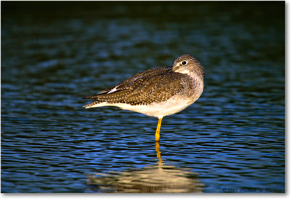 YellowlegsGreater_ChincoNWR-SCd_2001Oct_F09 copy