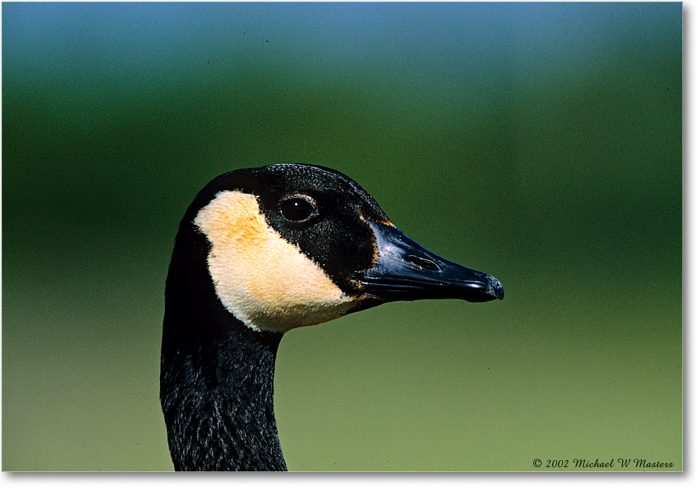 CanadaGoose_ChincoNWR_2002June_K03 copy