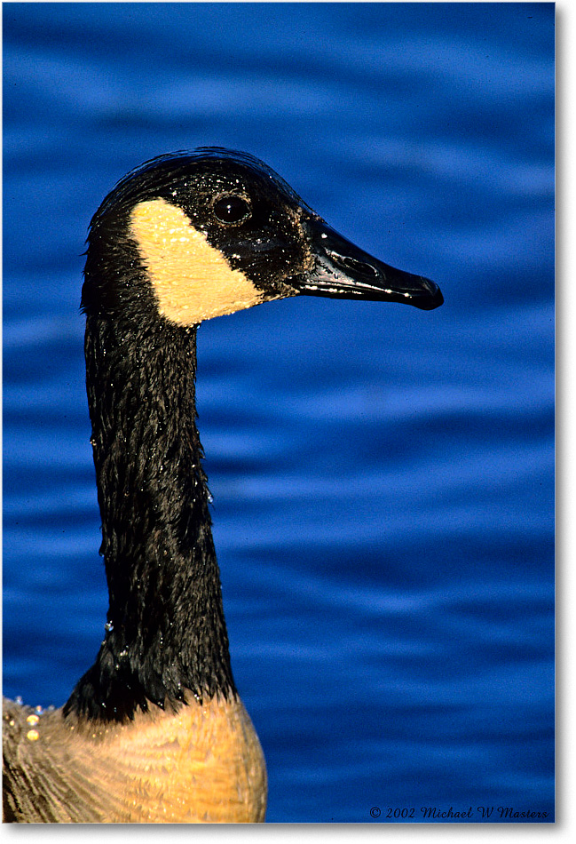CanadaGoose_ChincoNWR_2002June_K09 copy