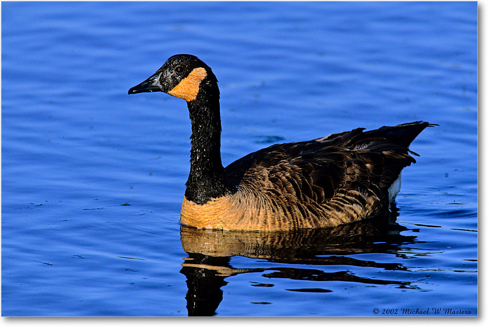 CanadaGoose_ChincoNWR_2002June_K15 copy