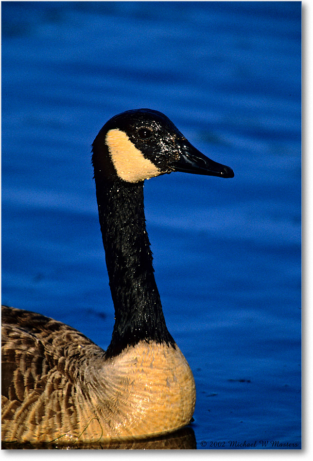 CanadaGoose_ChincoNWR_2002June_K20 copy