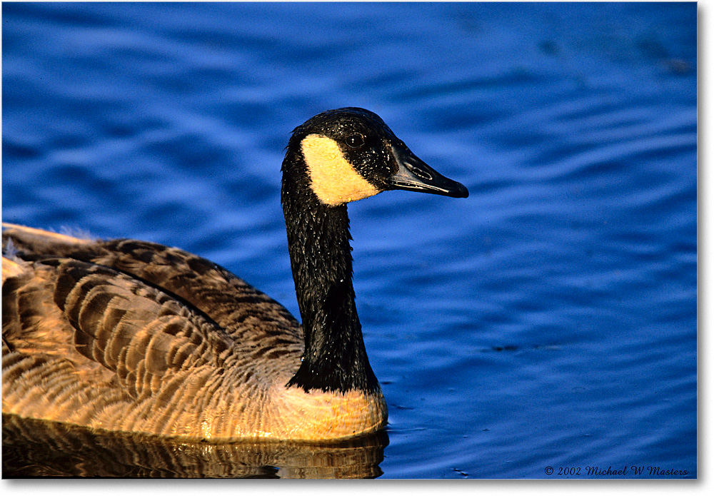 CanadaGoose_ChincoNWR_2002June_K31 copy