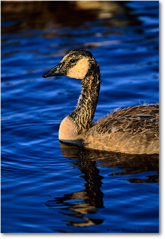 CanadaGoosling_ChincoNWR_2002June_K35 copy