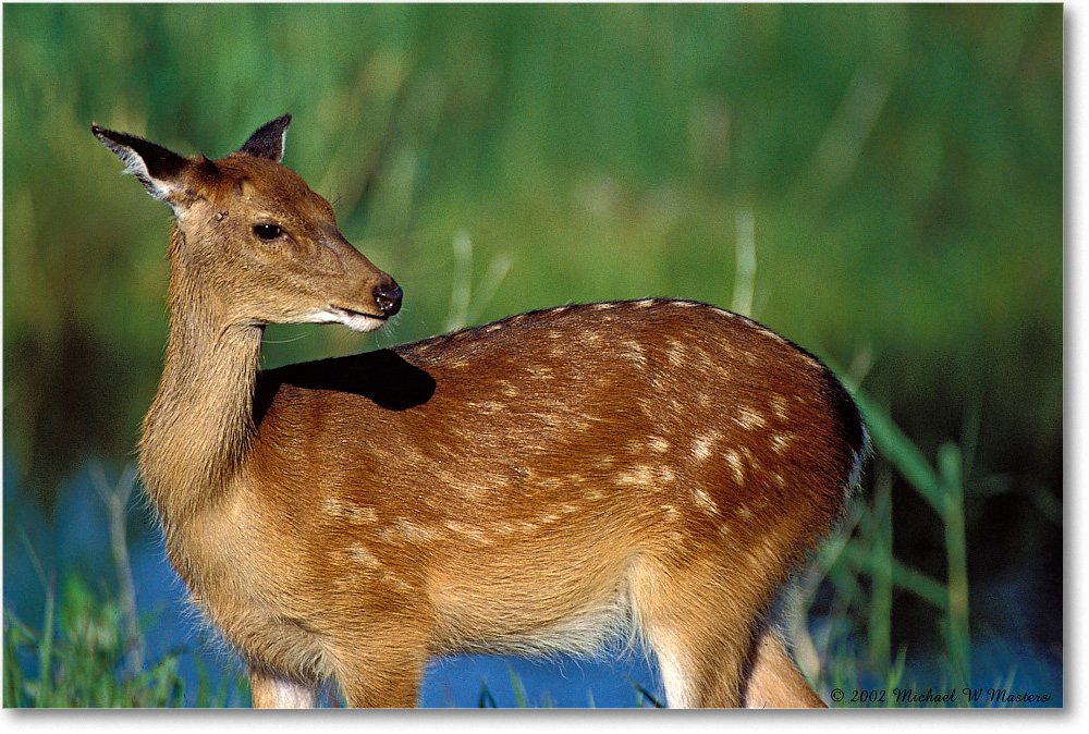 Deer 001-08H 0206 3-400Z-V1 AE-5.5-640 copy