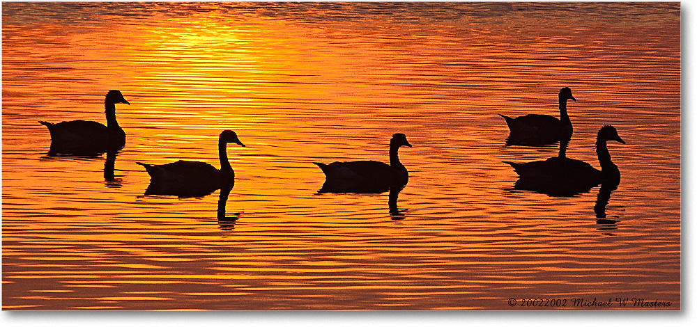 Goose Many Silhouette 0013-18Hp 0206 3-1200-P2 AE-8-xxx-p1 copy
