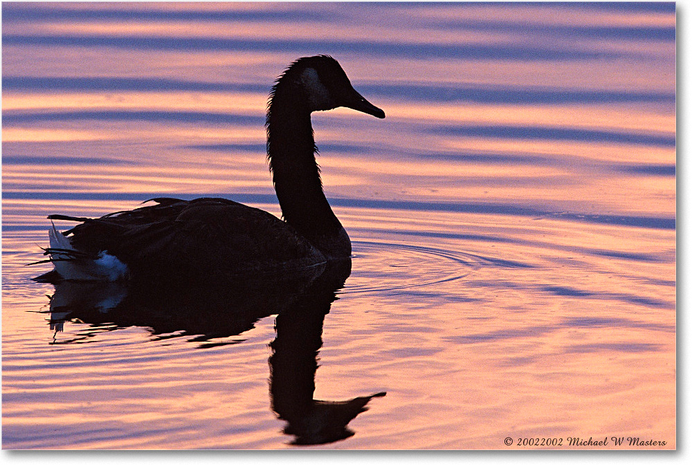 Goose Silhouette 001-01H 0206 3-1200-P2 AE-8-xxx-p1.0 copy