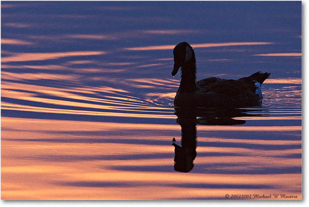 Goose Silhouette 002-21H 0206 3-1200-P2 AE-8-xxx-p1 copy
