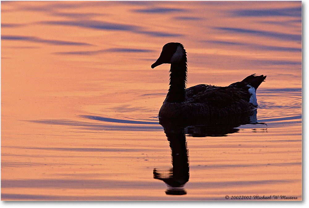 Goose Silhouette 003-36H 0206 3-1200-P2 AE-8-xxx-p1 copy