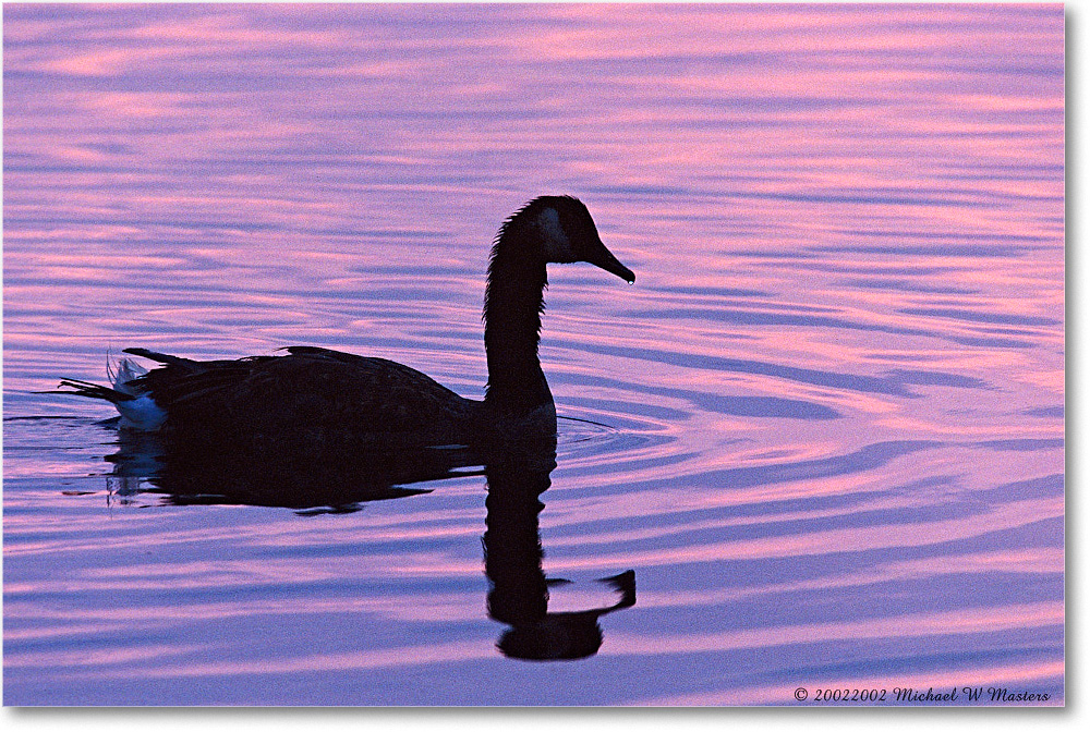 Goose Silhouette 004-14H 0206 3-1200-P2 AE-8-xxx-p1 copy