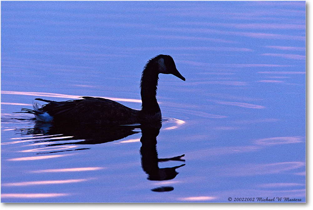 Goose Silhouette 005-29H 0206 3-1200-P2 AE-8-xxx-p1 copy