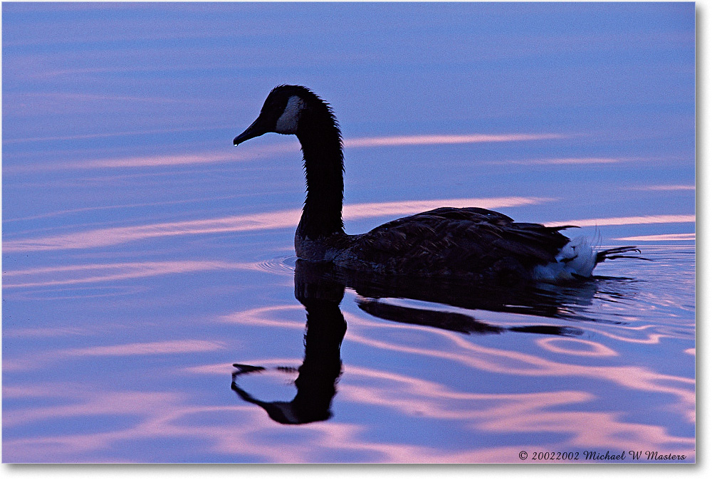 Goose Silhouette 006-06H 0206 3-1200-P2 AE-8-xxx-p1 copy