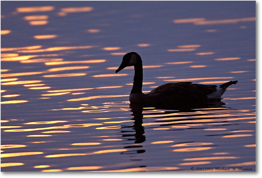 Goose Silhouette 007-15H 0206 3-1200-P2 AE-8-xxx-p1 copy