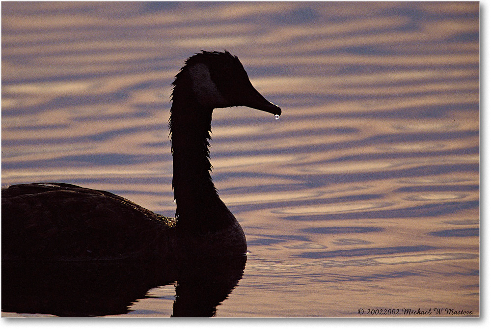 Goose Silhouette Drop1 009-08H 0206 3-1200-P2 AE-8-xxx-p1 copy