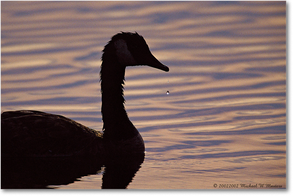 Goose Silhouette Drop2 010-09H 0206 3-1200-P2 AE-8-xxx-p1 copy