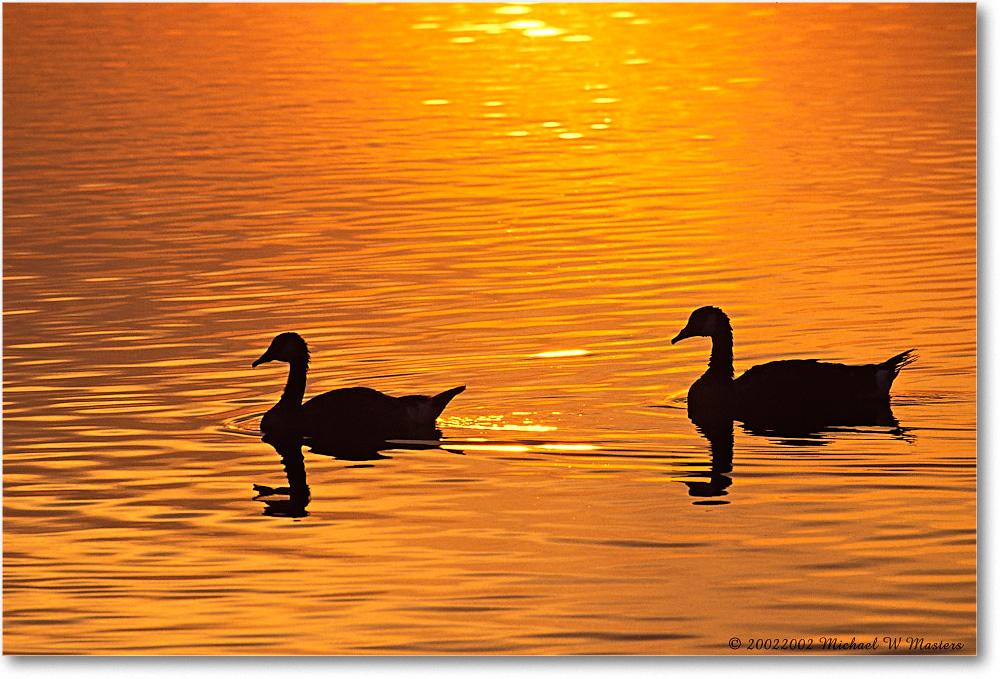 Goose Two Silhouette 008-27H 0206 3-1200-P2 AE-8-xxx-p1 copy