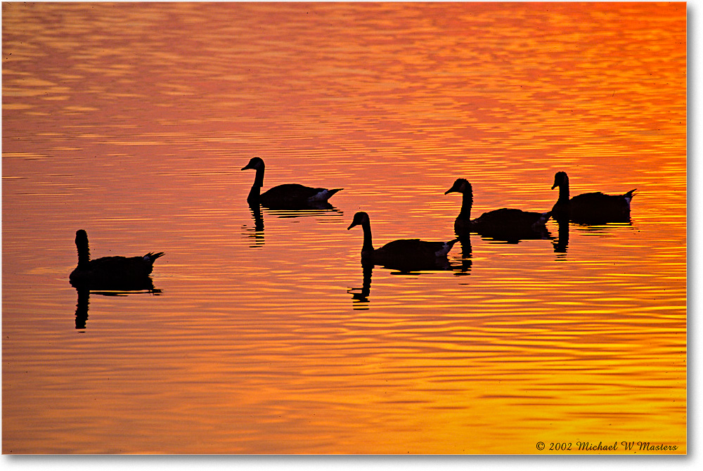 GooseFiveSilhouette_ChincoNWR-SC_2002Jun_F30 copy