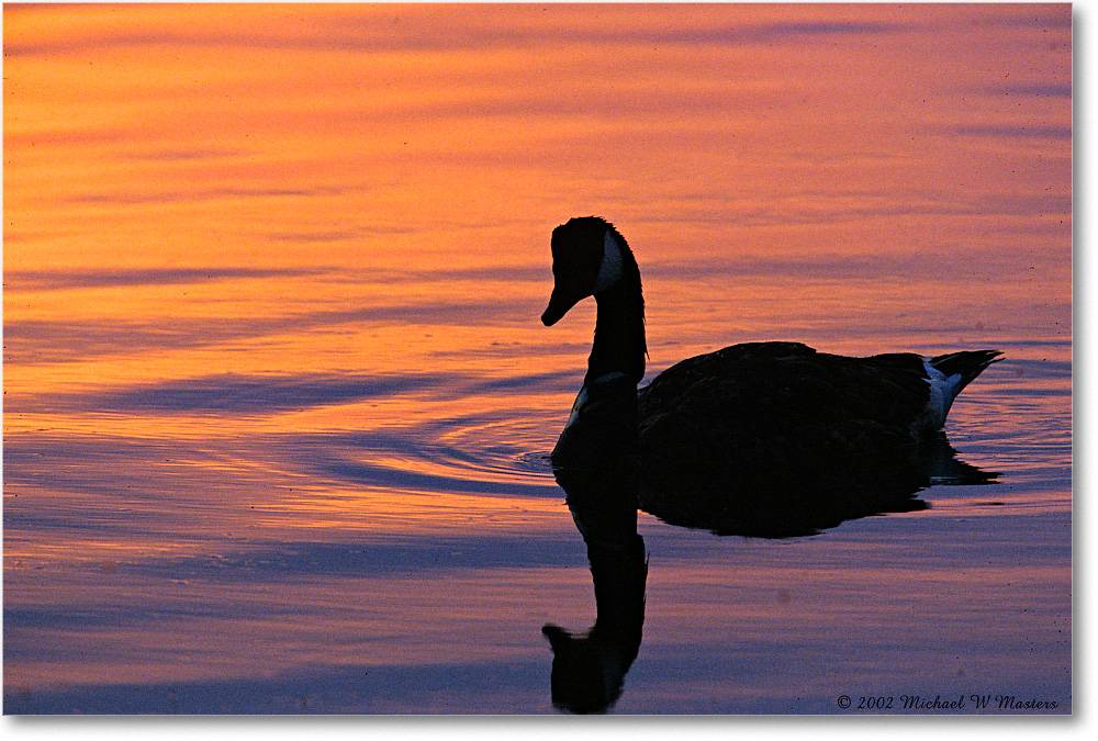 GooseSilhouette_ChincoNWR-SC_2002Jun_F01 copy