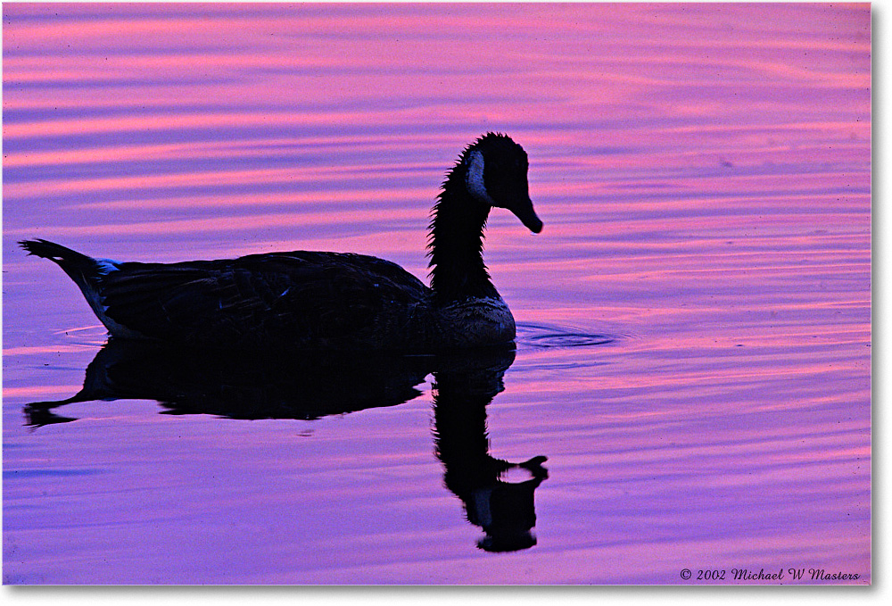 GooseSilhouette_ChincoNWR-SC_2002Jun_F01b copy