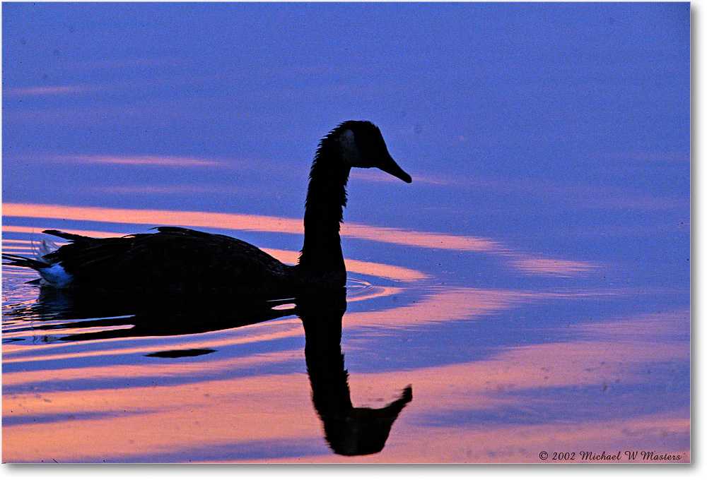 GooseSilhouette_ChincoNWR-SC_2002Jun_F09 copy