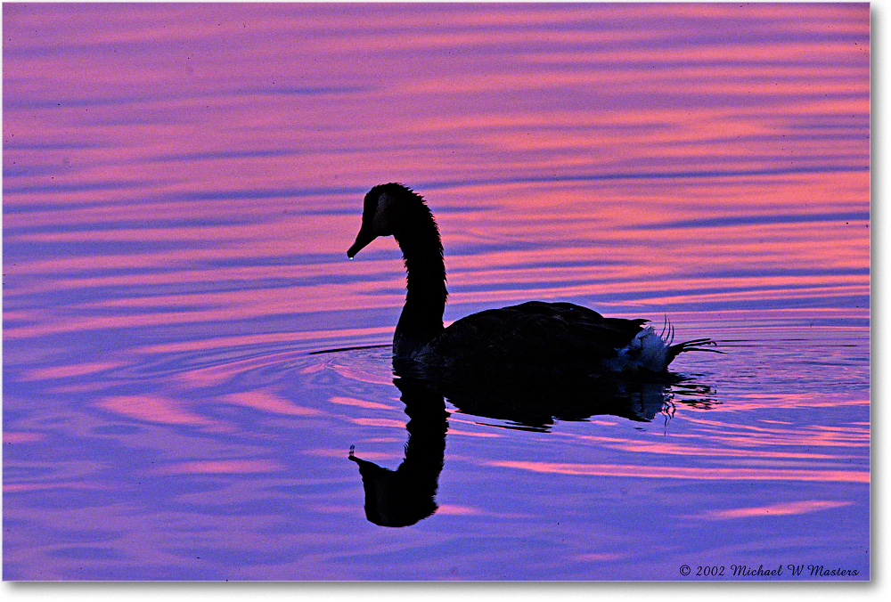 GooseSilhouette_ChincoNWR-SC_2002Jun_F10 copy