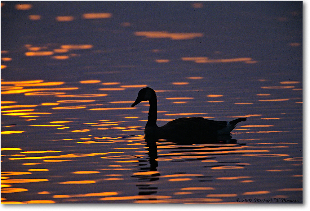 GooseSilhouette_ChincoNWR-SC_2002Jun_F14 copy