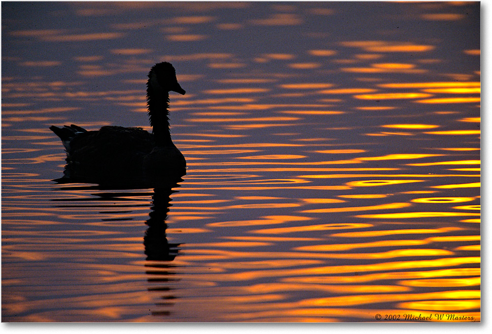 GooseSilhouette_ChincoNWR-SC_2002Jun_F18 copy