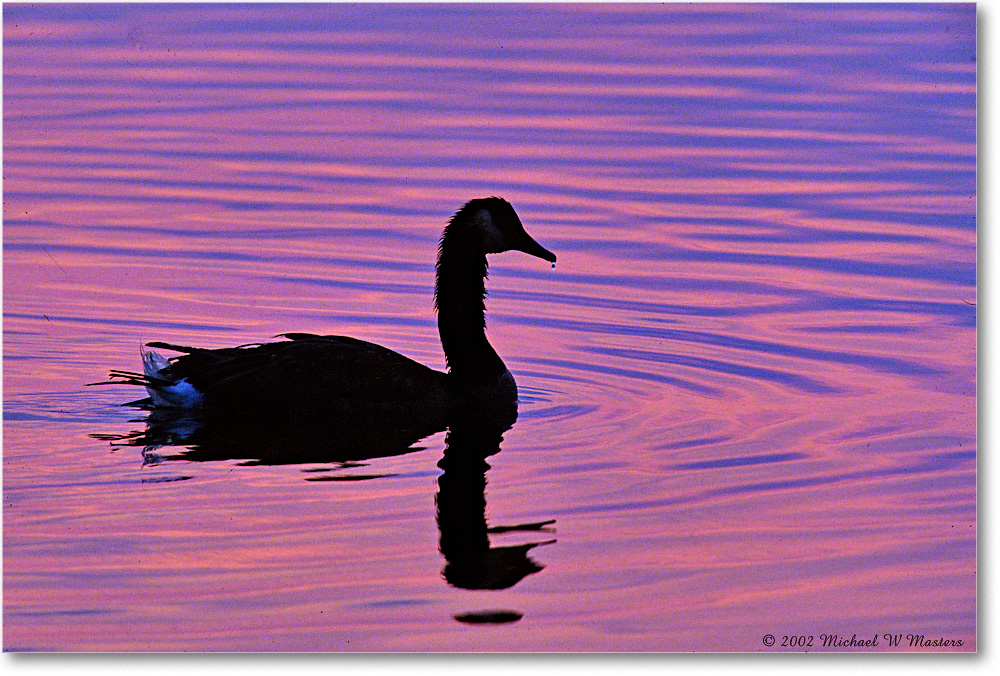 GooseSilhouette_ChincoNWR-SC_2002Jun_F19 copy