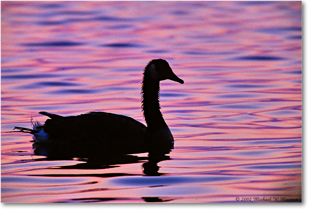 GooseSilhouette_ChincoNWR-SC_2002Jun_F22 copy