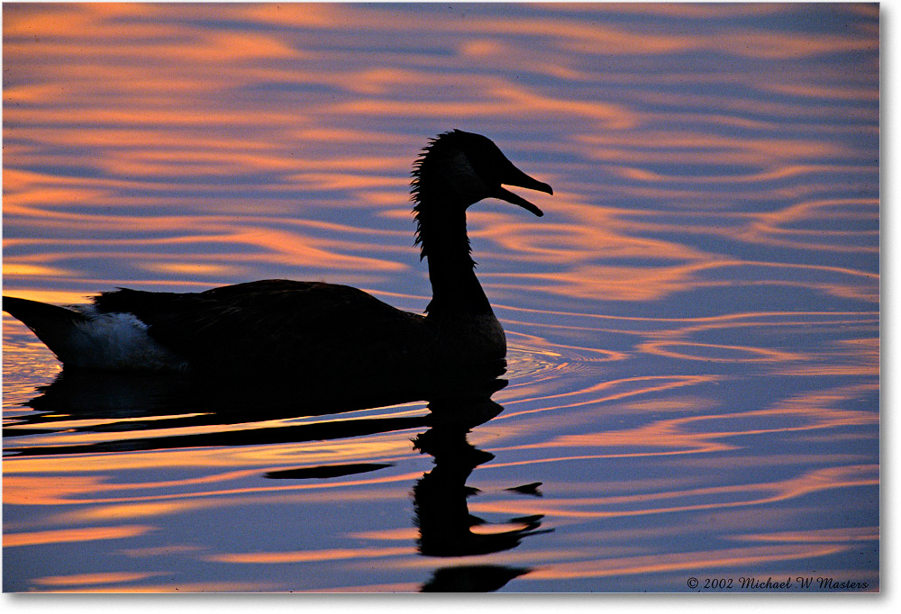 GooseSilhouette_ChincoNWR-SC_2002Jun_F24 copy