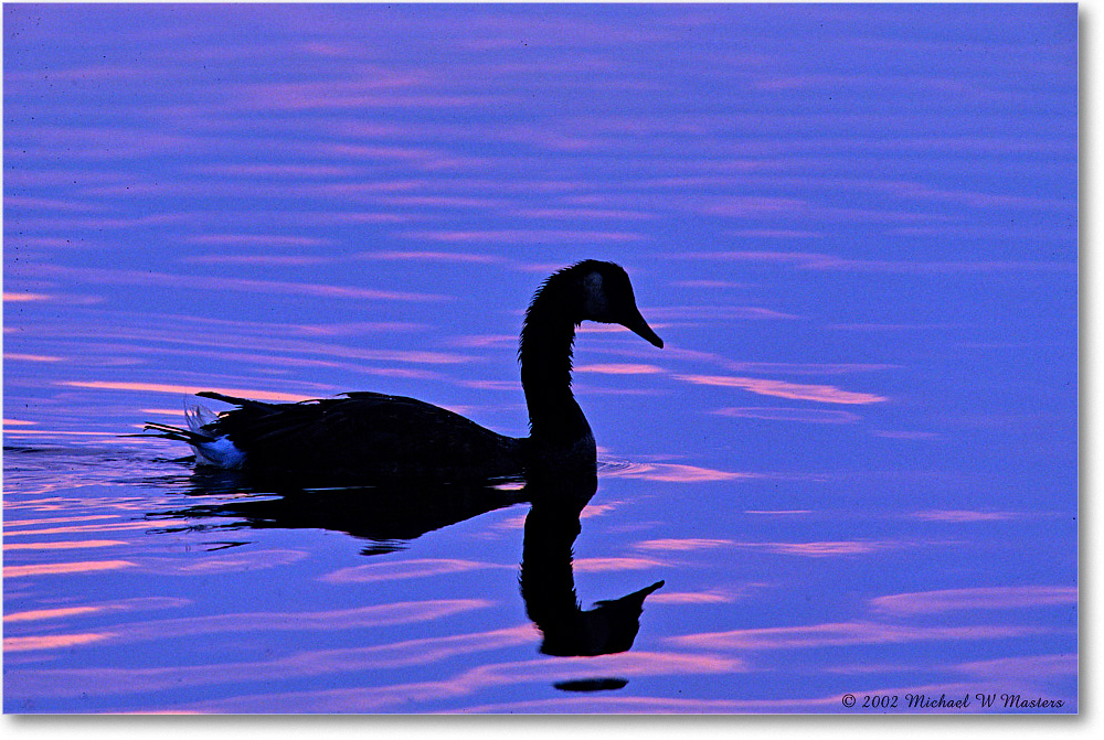 GooseSilhouette_ChincoNWR-SC_2002Jun_F35 copy