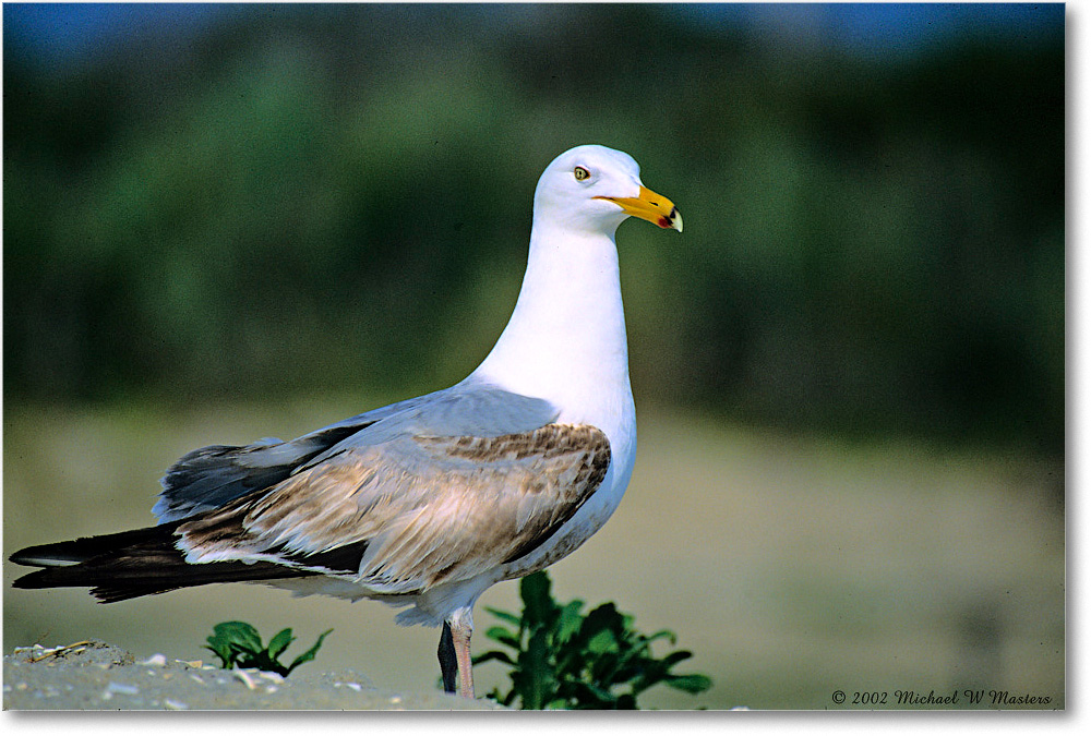 GreaterBlackBackGullJuv_Assateague_2002Jun_F04 copy