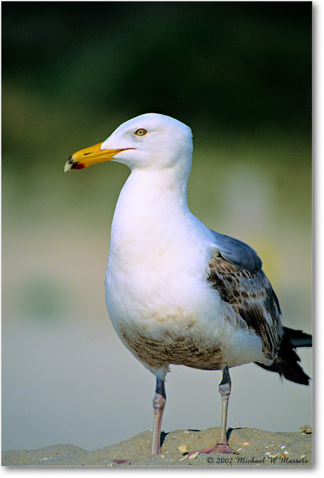 GreaterBlackBackGullJuv_Assateague_2002Jun_F12 copy