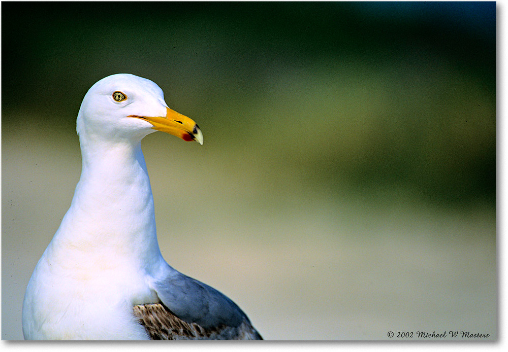 GreaterBlackBackGullJuv_Assateague_2002Jun_F26 copy